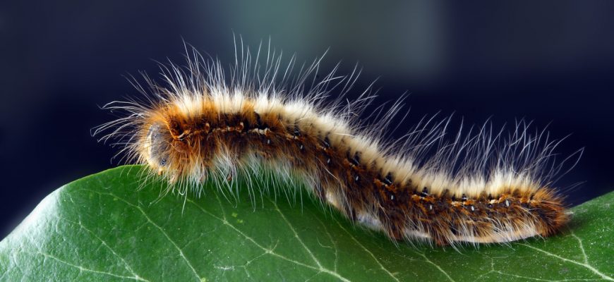 Biological Treatments To Fight Processionary Caterpillars An Expert View Paysalia