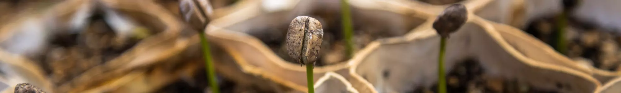 Comment aborder la gestion de la cigarette dans les parcs et jardins publics ? Comment aborder la gestion de la cigarette dans les parcs et jardins publics ?