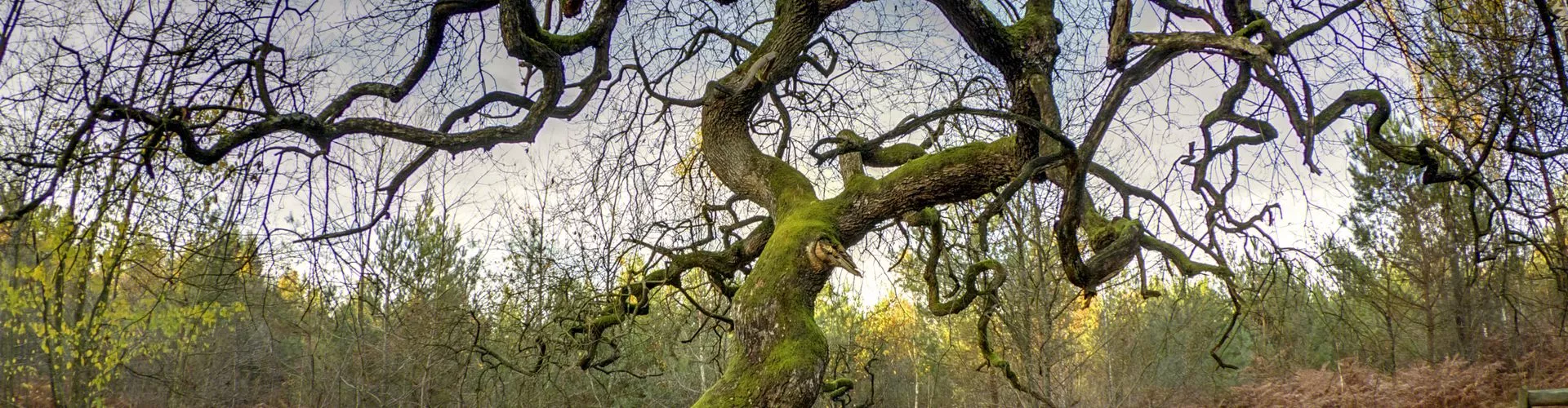 Top 5 des arbres remarquables Top 5 des arbres remarquables