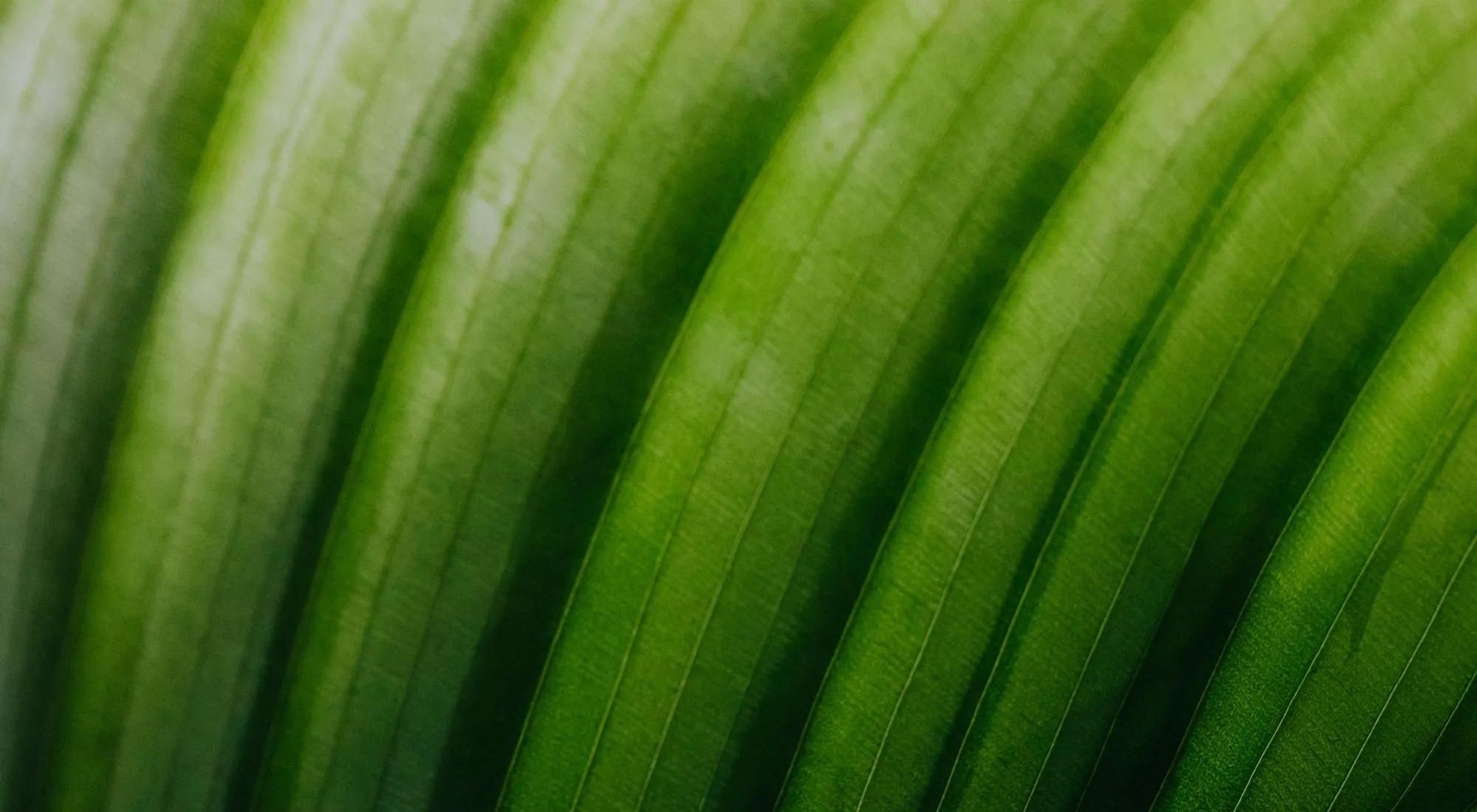 Feuille Feuille