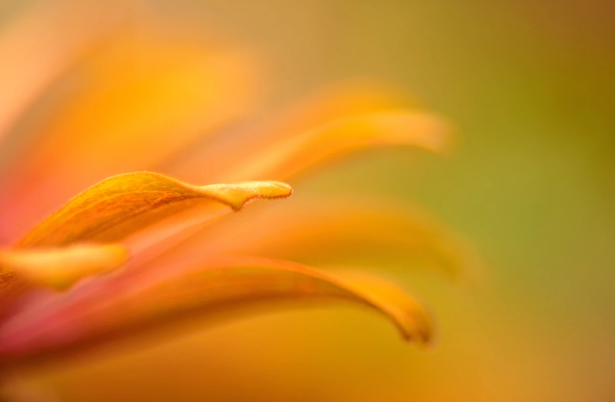 fleur orange fleur orange