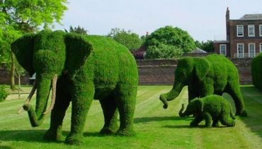 Art topiaire Art topiaire