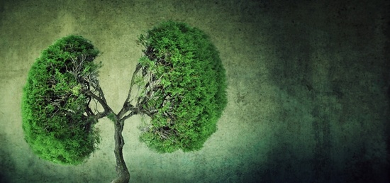 Impacts de l'urbanisme vert sur la qualité de l'air Impacts de l'urbanisme vert sur la qualité de l'air