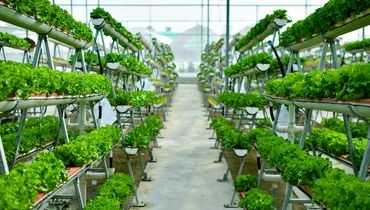 Formes d'agriculture urbaine Formes d'agriculture urbaine