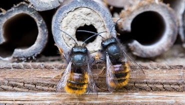 Aménagement paysager pour insectes Aménagement paysager pour insectes