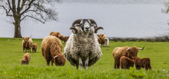 ecopastoralisme paysalia ecopastoralisme paysalia