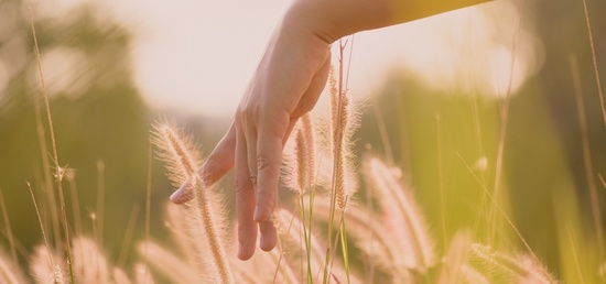 Le toucher dans un aménagement paysager Le toucher dans un aménagement paysager