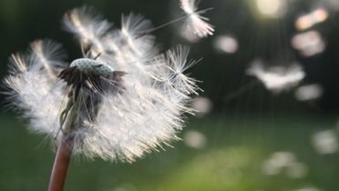 Concevoir un espace vert hypoallergénique