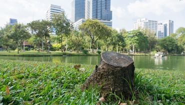 Gestion des arbres problématiques en ville Gestion des arbres problématiques en ville