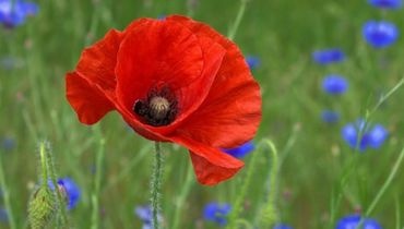 Coquelicot Coquelicot