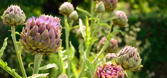 Le goût dans le jardin sensoriel Le goût dans le jardin sensoriel