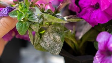 Lutter contre l'oïdium Lutter contre l'oïdium