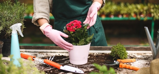 Le secteur horticole en chiffres Le secteur horticole en chiffres