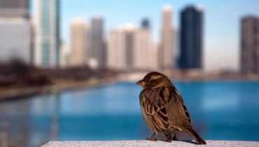 Oiseau en ville Oiseau en ville