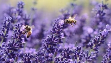 Plantes qui attire les abeilles Plantes qui attire les abeilles