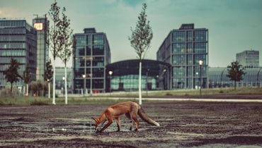 Biodiversité dans la ville Biodiversité dans la ville