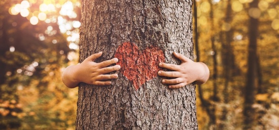 Le reboisement dans le monde Le reboisement dans le monde