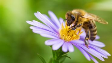 Semaine des fleurs pour les abeilles 2022 Semaine des fleurs pour les abeilles 2022
