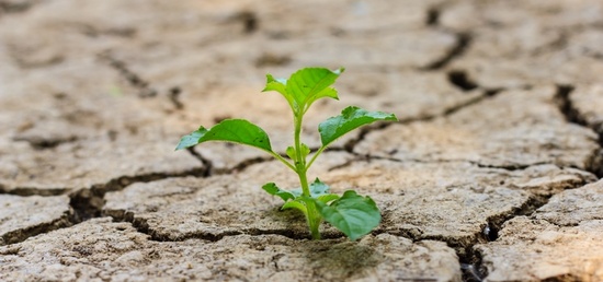 Impacts du réchauffement climatique sur la structure des sols Impacts du réchauffement climatique sur la structure des sols