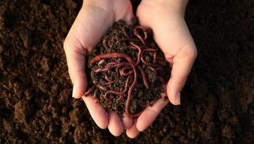 Trame brune et terre fertile Trame brune et terre fertile