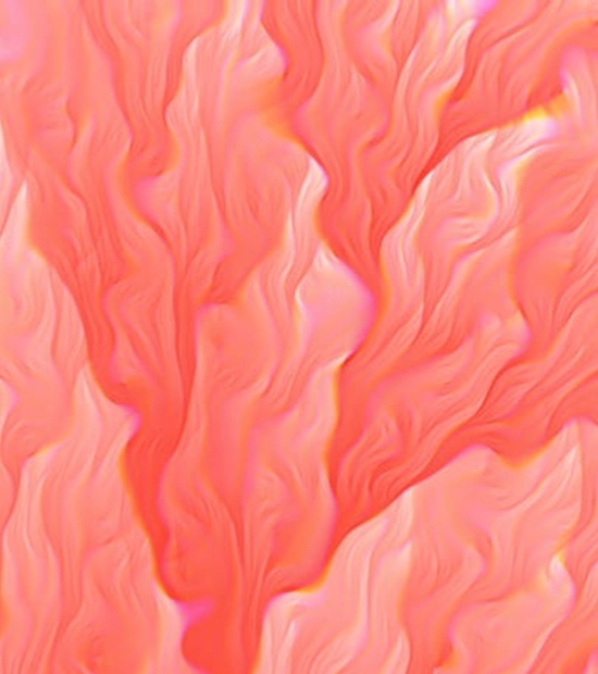 rose rose