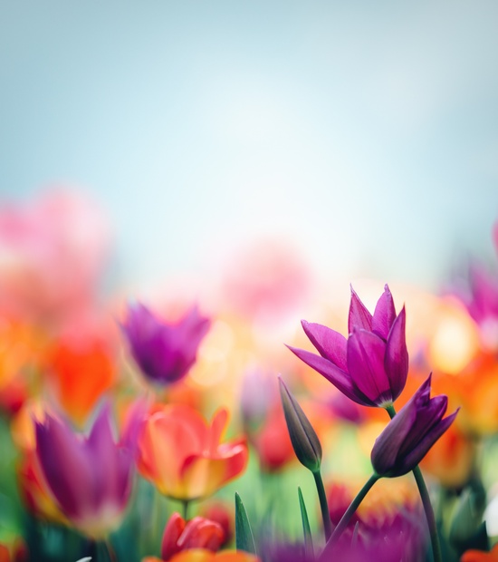 fleurs fleurs