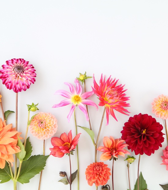 fleurs fleurs
